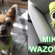 Tyrone in his costume last year, a 3M Mike Wazowski onesie.